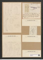 Diatomeae indet. Zeichnungen Sammlung Grunow Nr. 6438 (NHMW-BOT-W0375127)